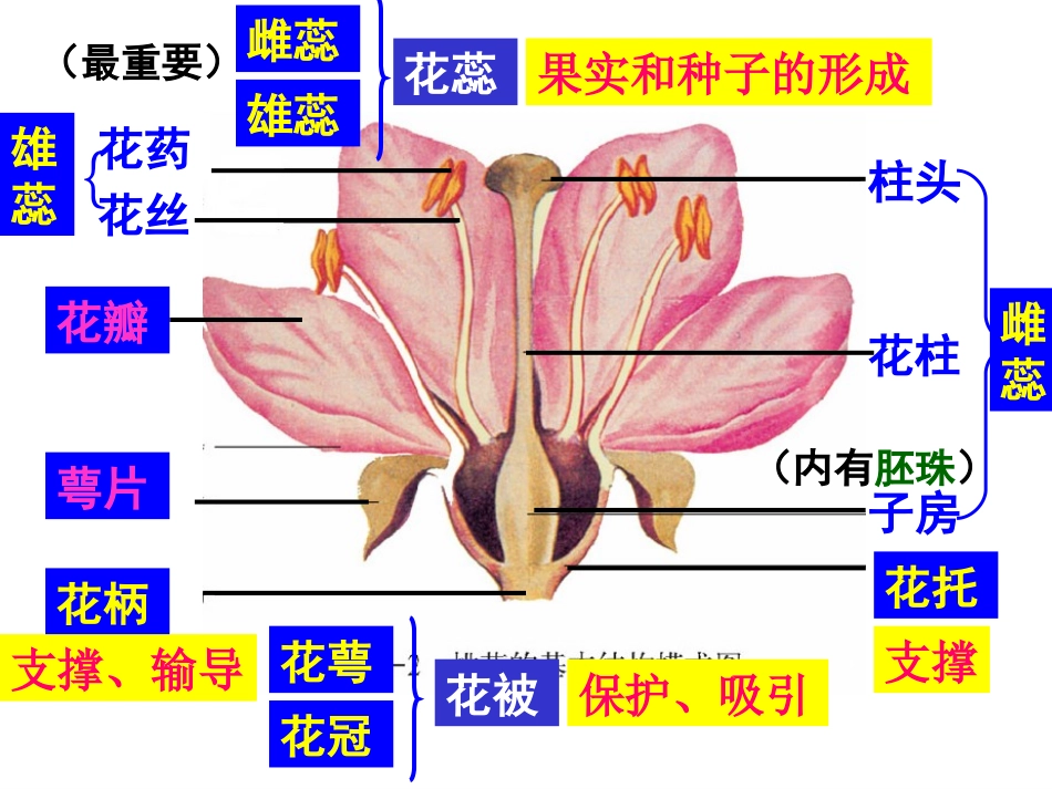 济南版生物绿色开花植物的一生_第3页