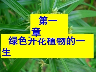 济南版生物绿色开花植物的一生