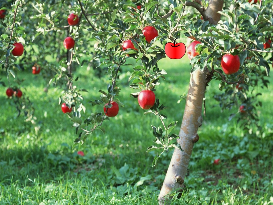 四年级苹果为什么会落地_第2页