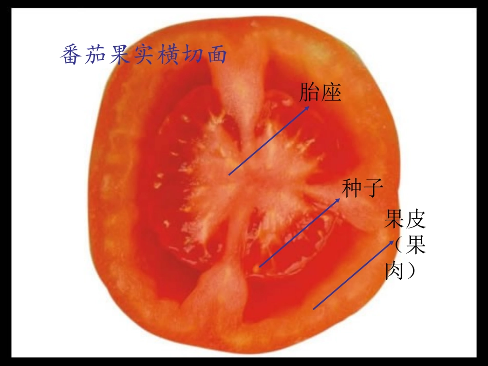 三年级上册科学《番茄》粤教版(2)_第3页
