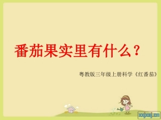 三年级上册科学《番茄》粤教版(2)