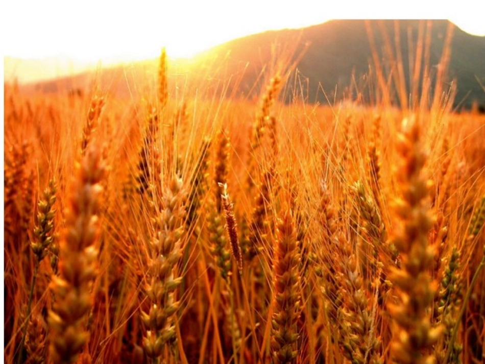 一年级上册8《阳光》课件_第2页