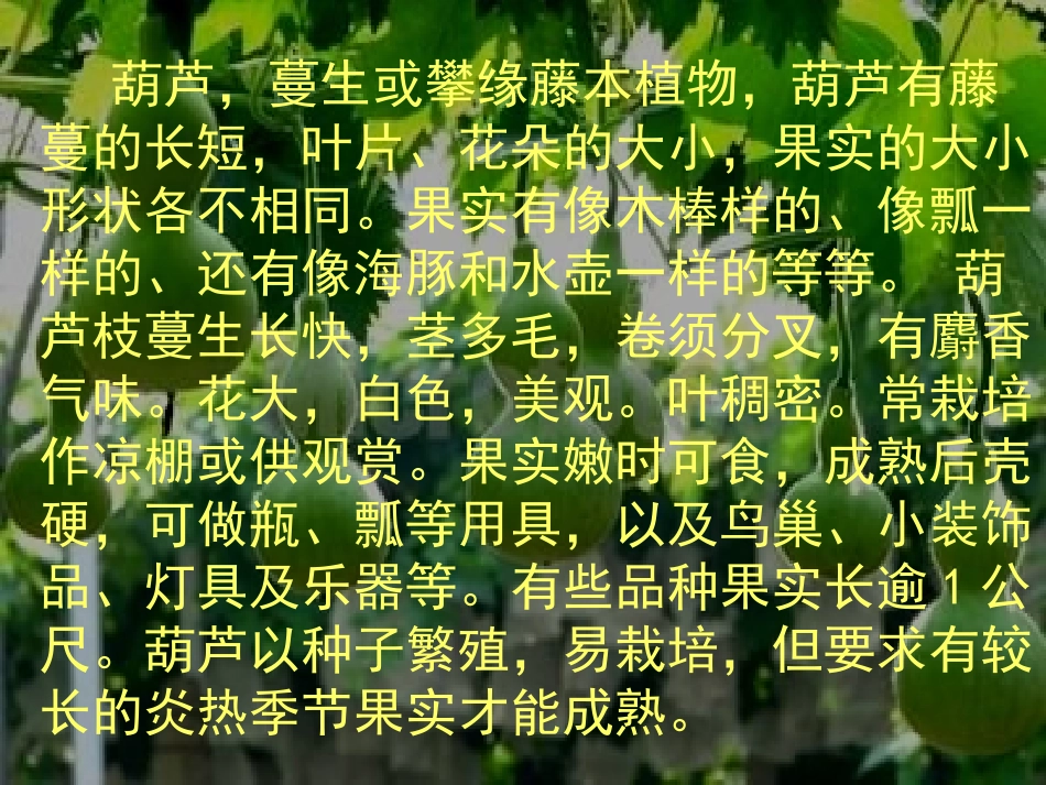 小学人教版二年级语文上册《14、我要的是葫芦》课件 (2)_第3页
