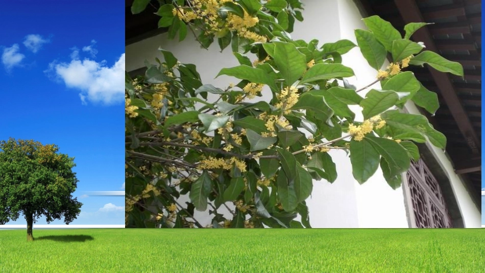 《桂花雨》教学课件_第3页