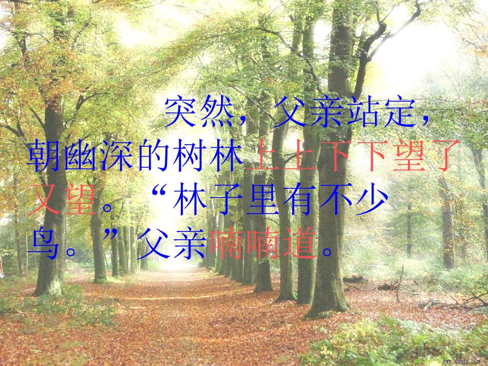 《父亲、树林和鸟》课件2_第3页