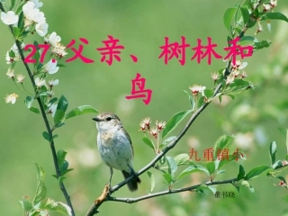 《父亲、树林和鸟》课件2