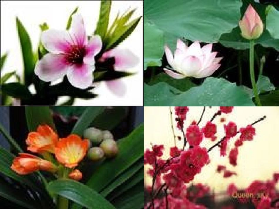 《花钟》课件12_第3页