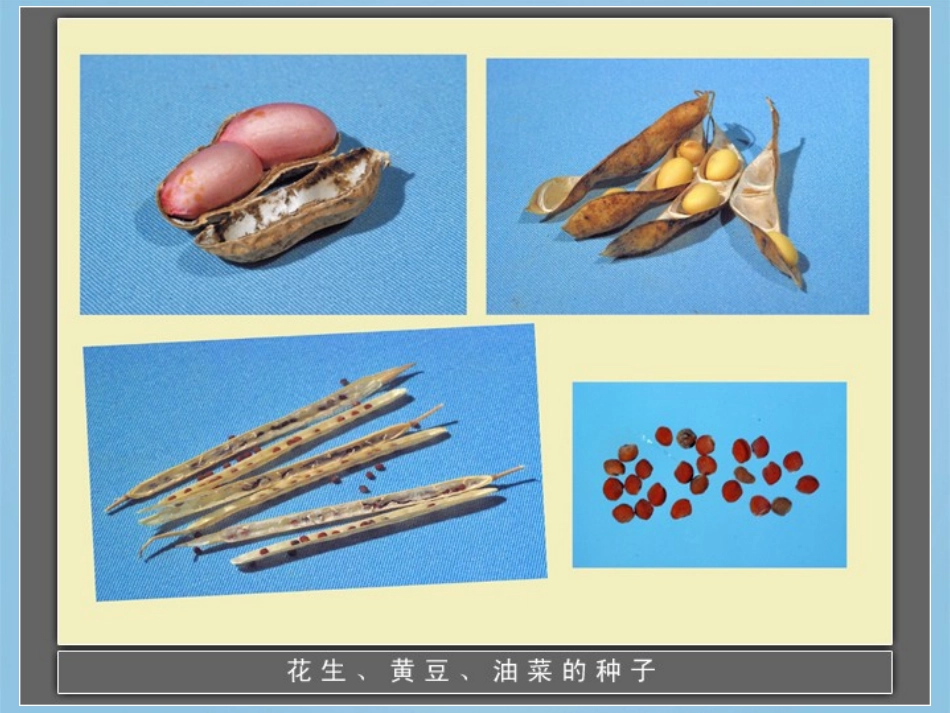 四年级科学下册_种子发芽2课件_鄂教版_第2页