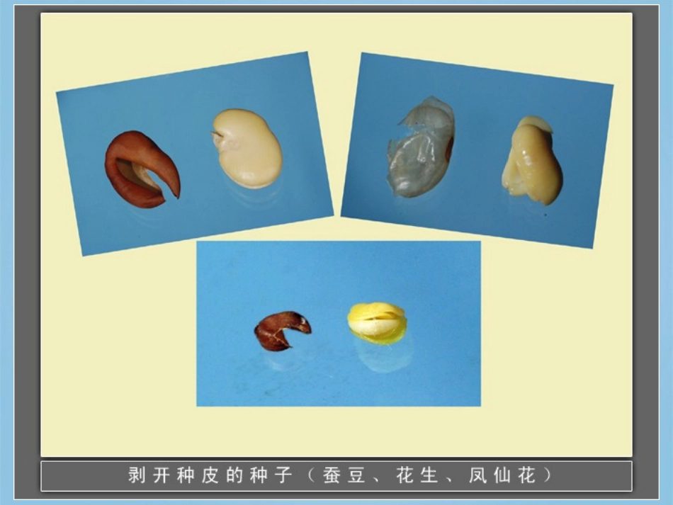 四年级科学下册_种子发芽2课件_鄂教版_第3页