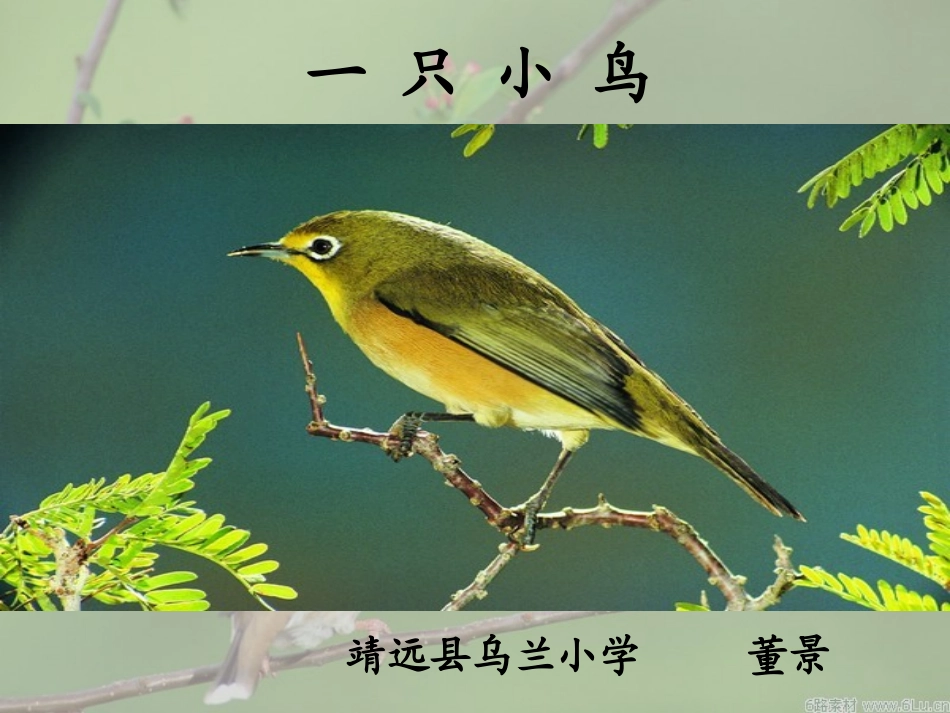 一只小鸟课件(1013)_第1页