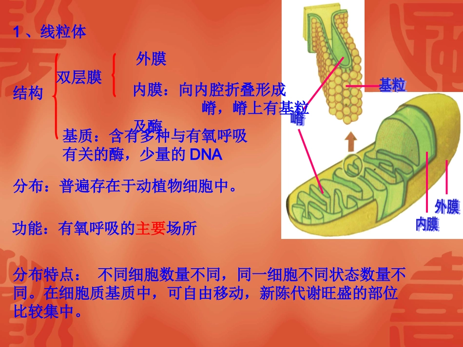 细胞的结构和功能（2）细胞质_第3页