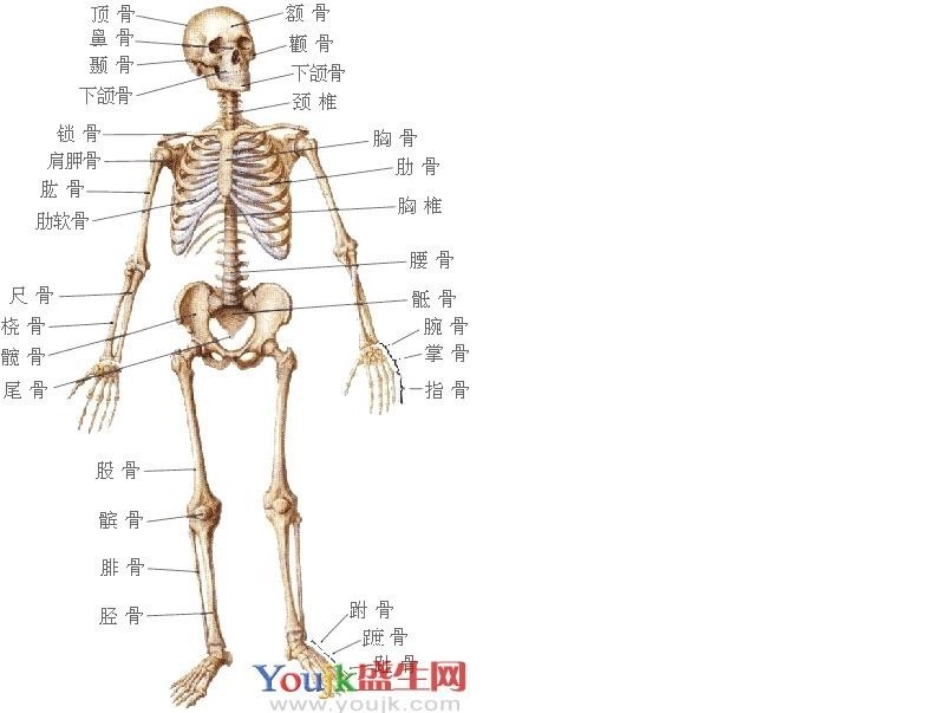 体育与健康骨骼的认识_第1页