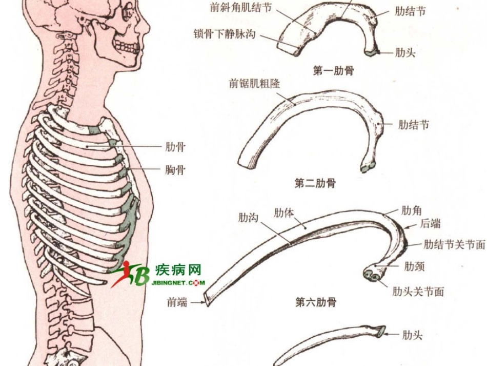 体育与健康骨骼的认识_第2页
