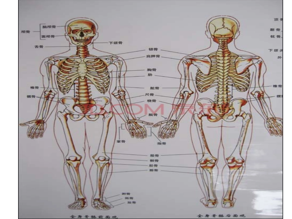 体育与健康骨骼的认识_第3页