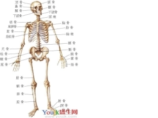体育与健康骨骼的认识