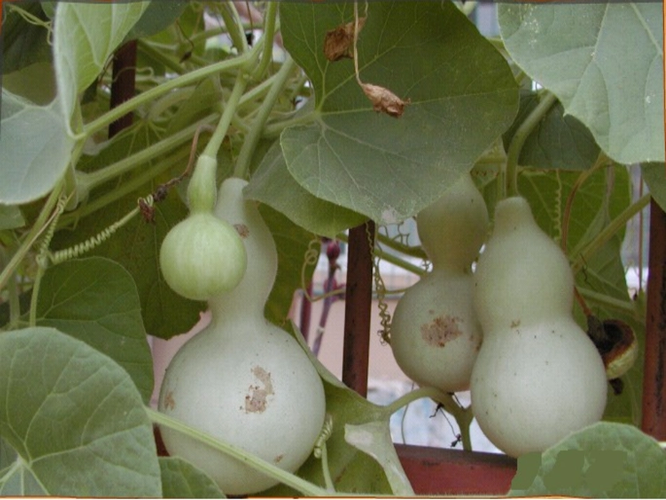 我要的是葫芦 (11)_第2页