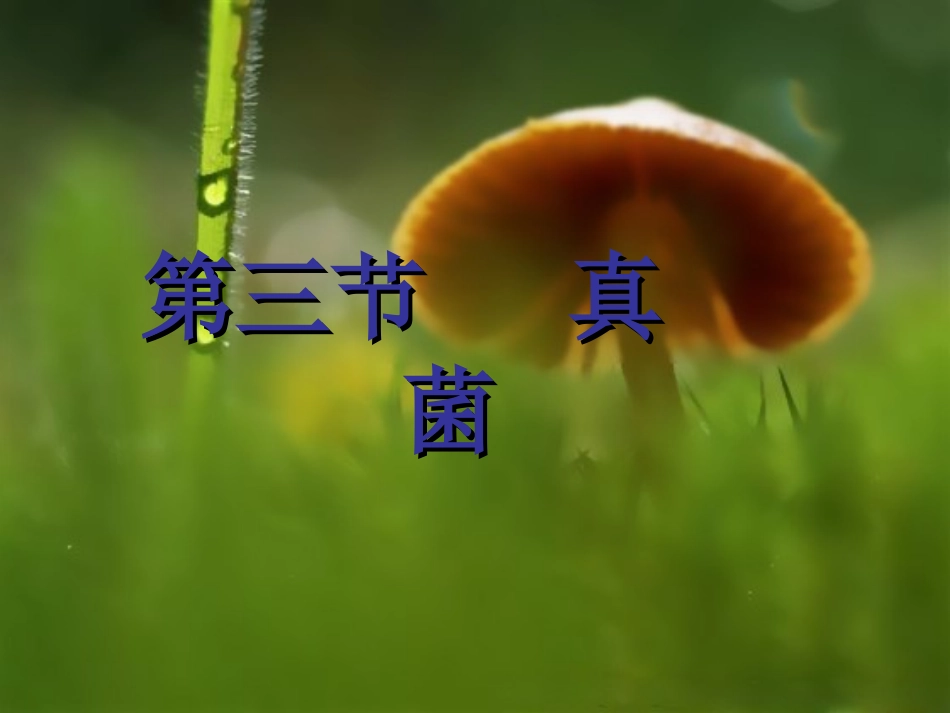 八年级生物《真菌》PPT课件_第1页