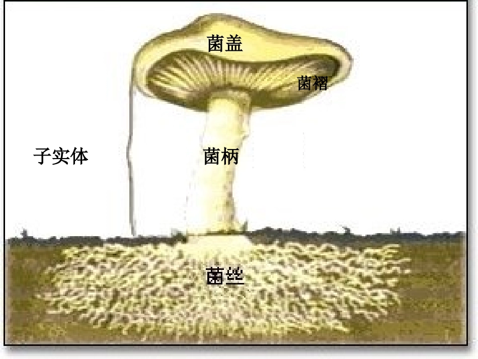 八年级生物《真菌》PPT课件_第3页