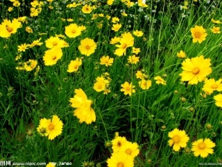 天小王丹《花的勇气》1