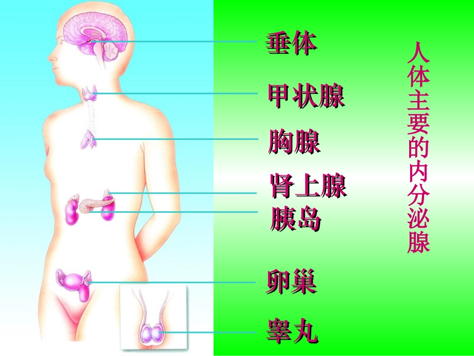 人体的激素调节（18PPT）_第2页