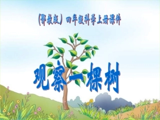 观察一棵树(鄂教版)四年级科学上册PPT课件