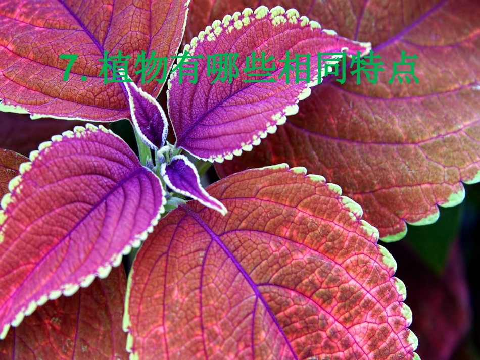 小学三年级7植物有哪些相同特点_第1页