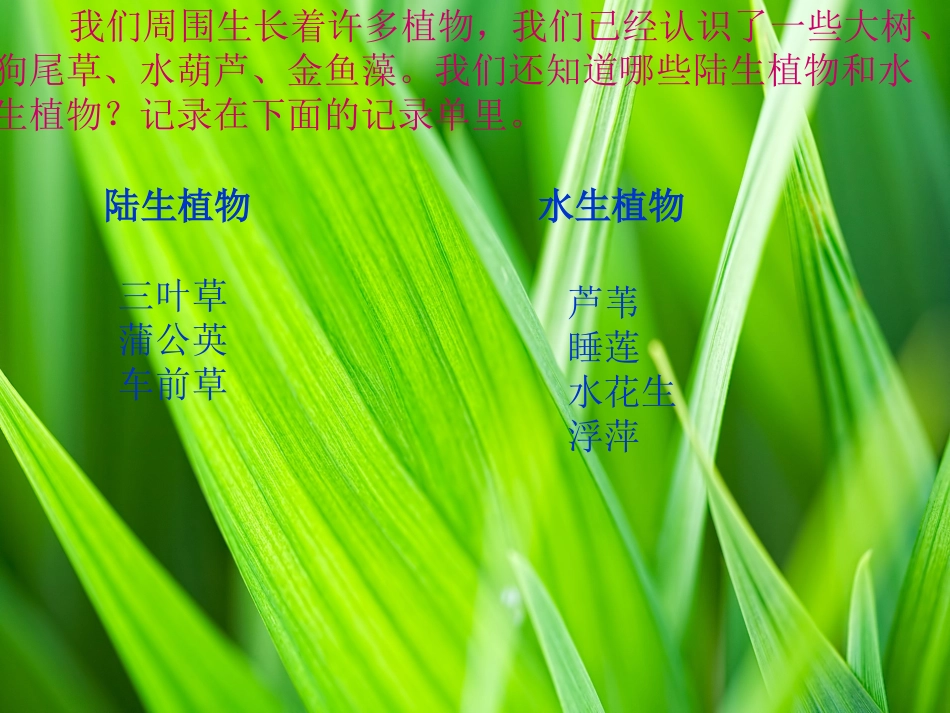 小学三年级7植物有哪些相同特点_第2页