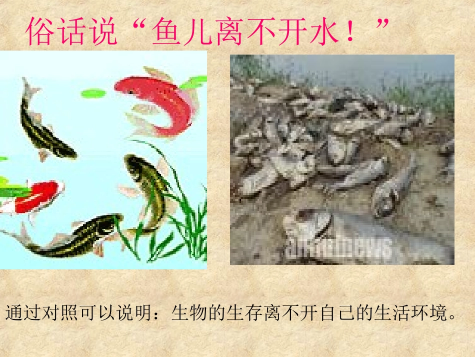 生物生存的家园(1)_第2页