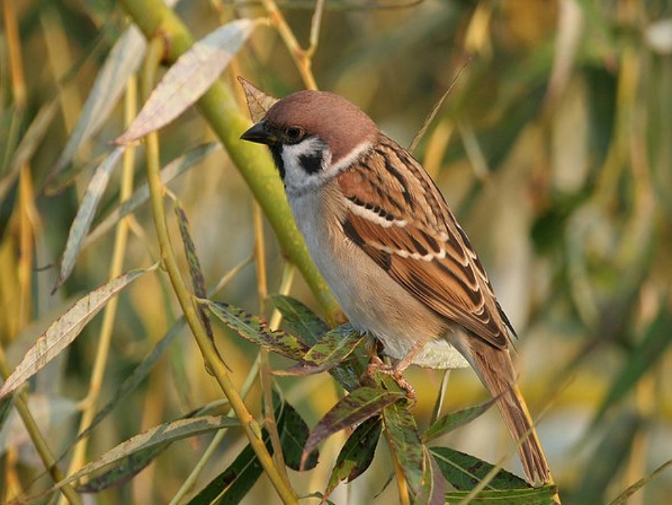 第五节《鸟类的生殖与发育》PPT课件康玉石_第2页