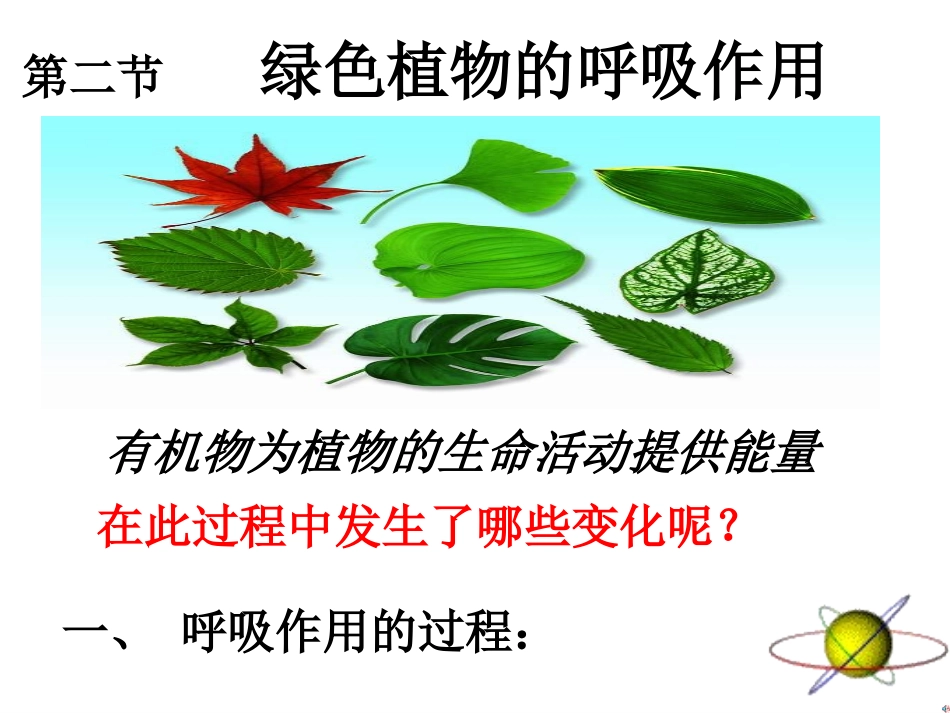 绿色植物的呼吸作用_第2页