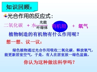 绿色植物的呼吸作用