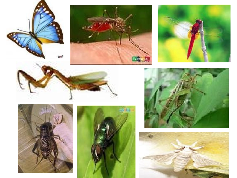 我：昆虫的生殖和发育_第3页