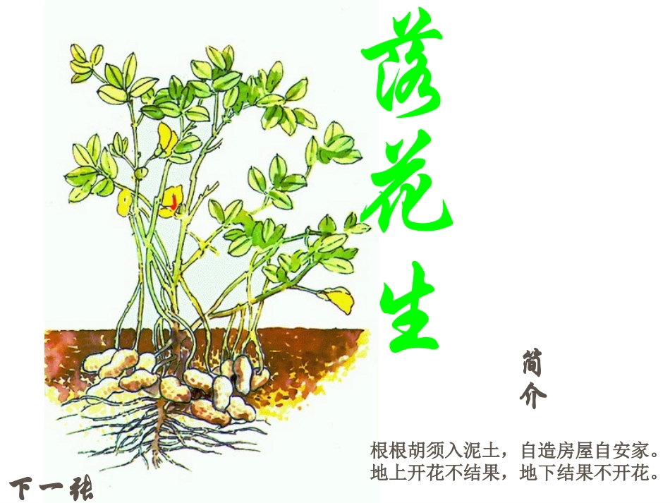 人教版五年级语文《落花生》课件_第1页