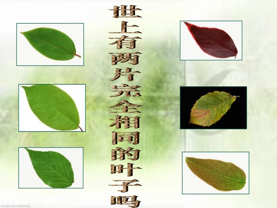 人生命的独特性课件_第2页