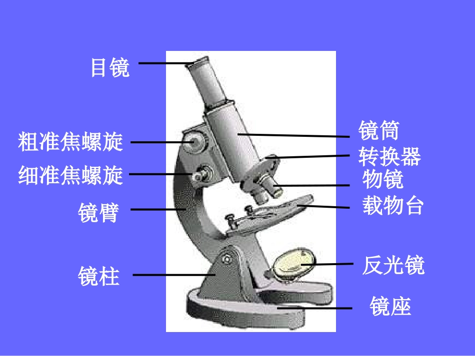 显微镜的结构和使用_第3页