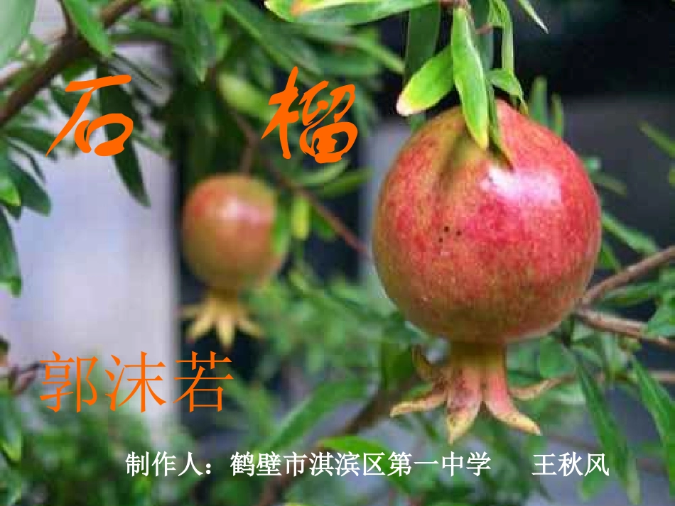 石榴课件6(我）_第1页