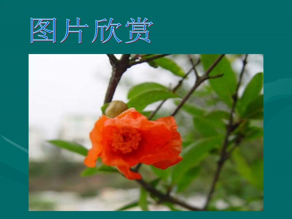 石榴课件6(我）_第2页