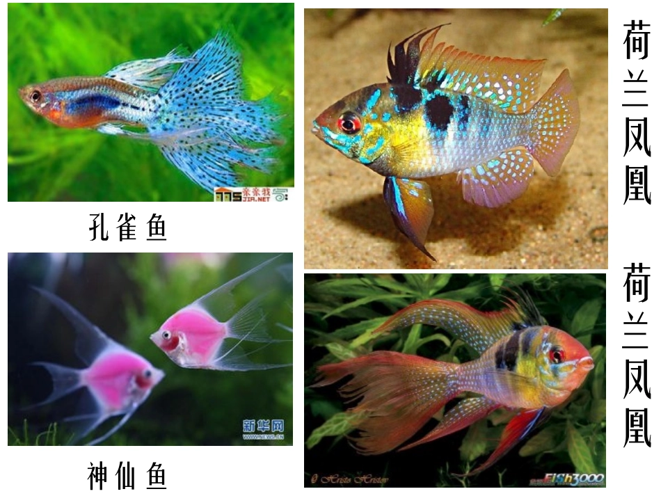 用彩墨画鱼 (2)_第2页