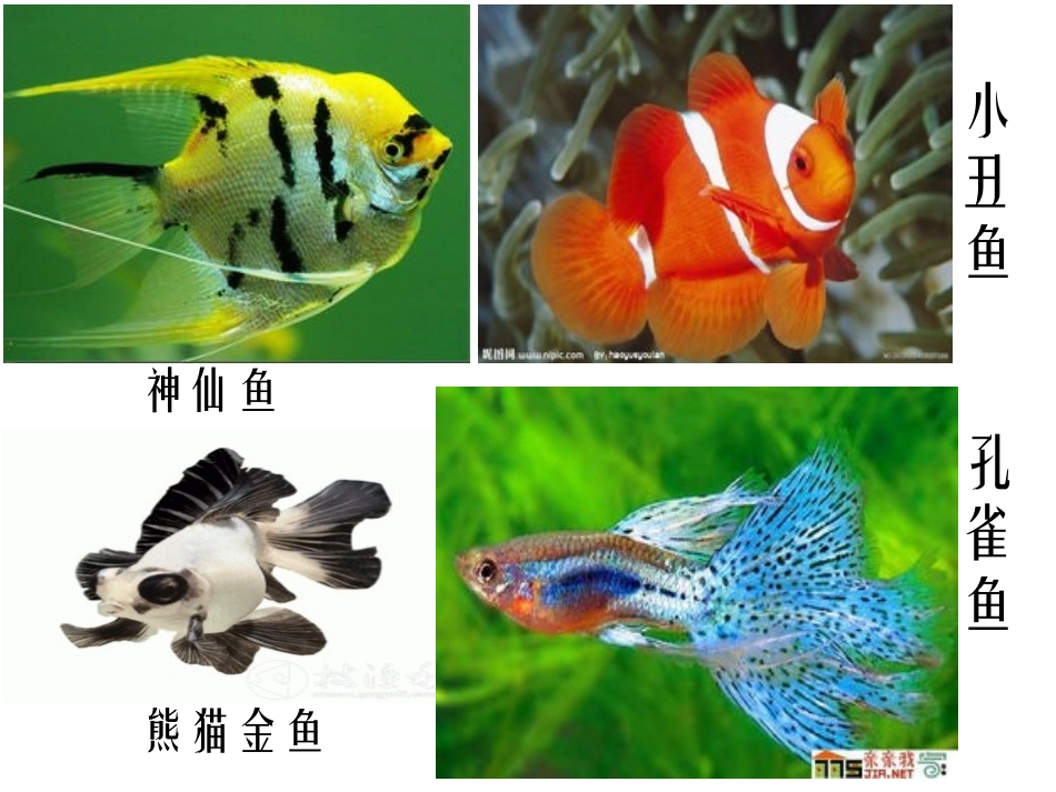 用彩墨画鱼 (2)_第3页