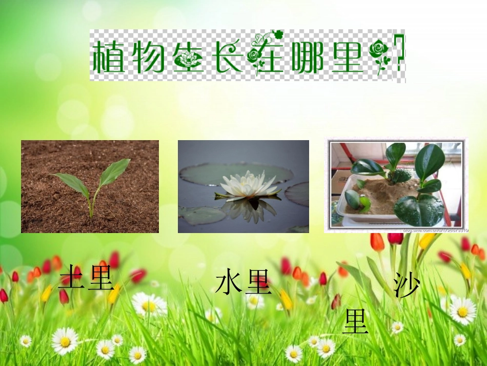 种子藏在哪PPT_第2页