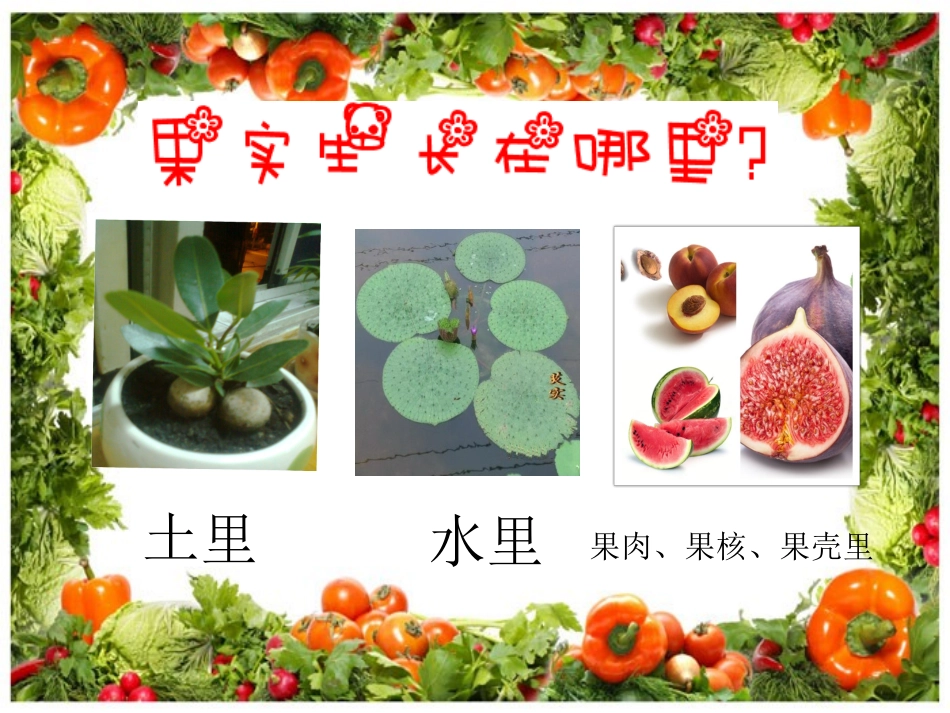 种子藏在哪PPT_第3页