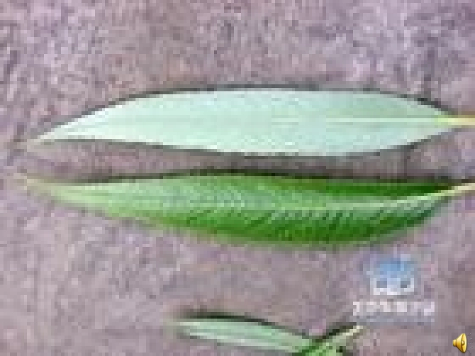 叶子上的小血管课件_第2页