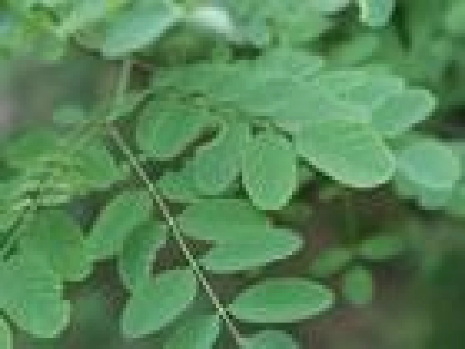 叶子上的小血管课件_第3页