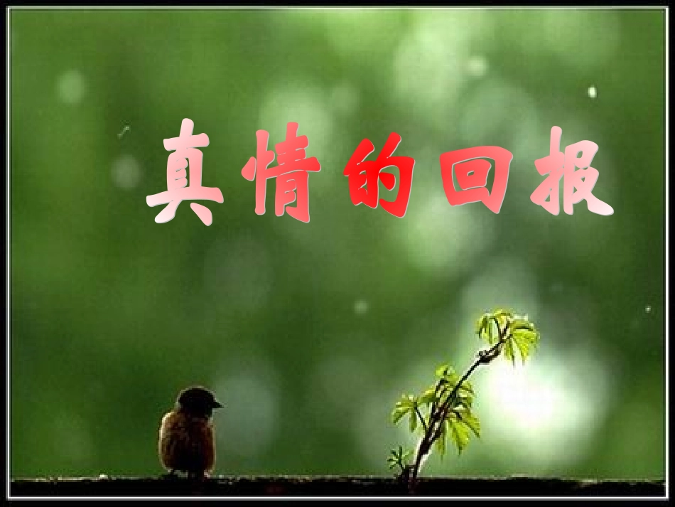 真情的回报 课件_第1页