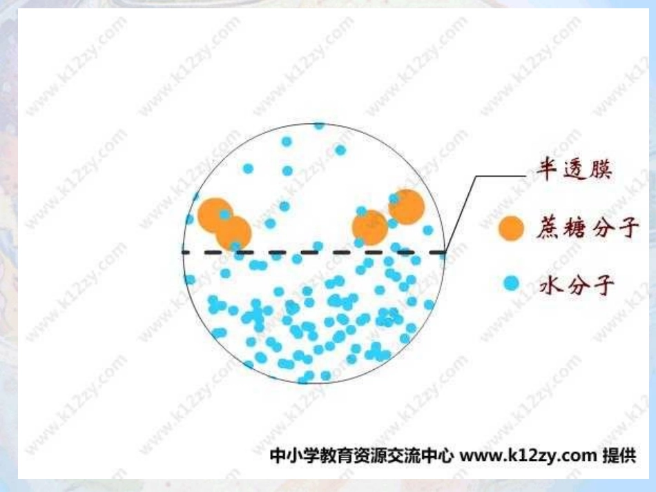 物质跨膜运输_第3页