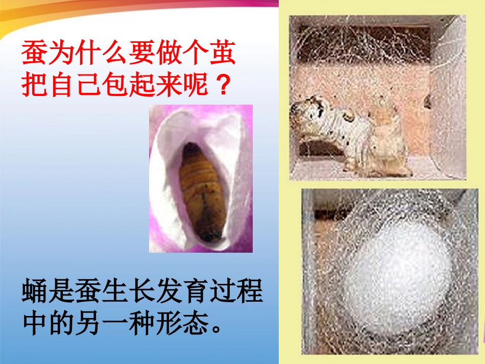 三年级科学下册_23蚕变了新模样_教科版_第2页
