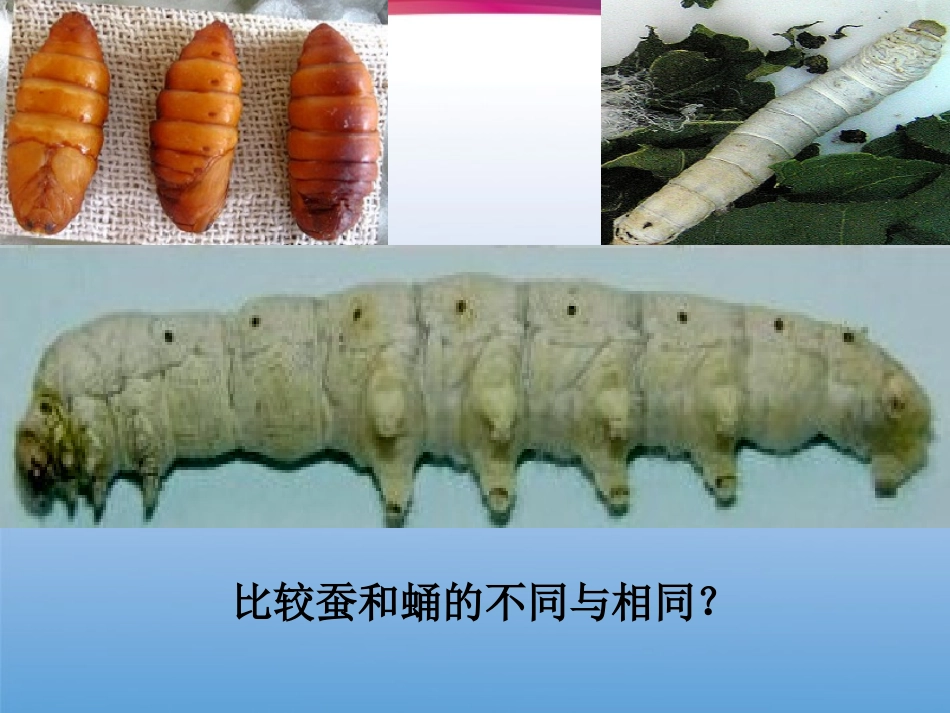 三年级科学下册_23蚕变了新模样_教科版_第3页