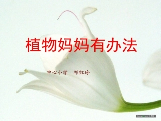 植物妈妈有办法祁红玲