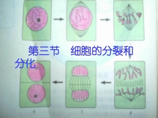 细胞的分裂和分化