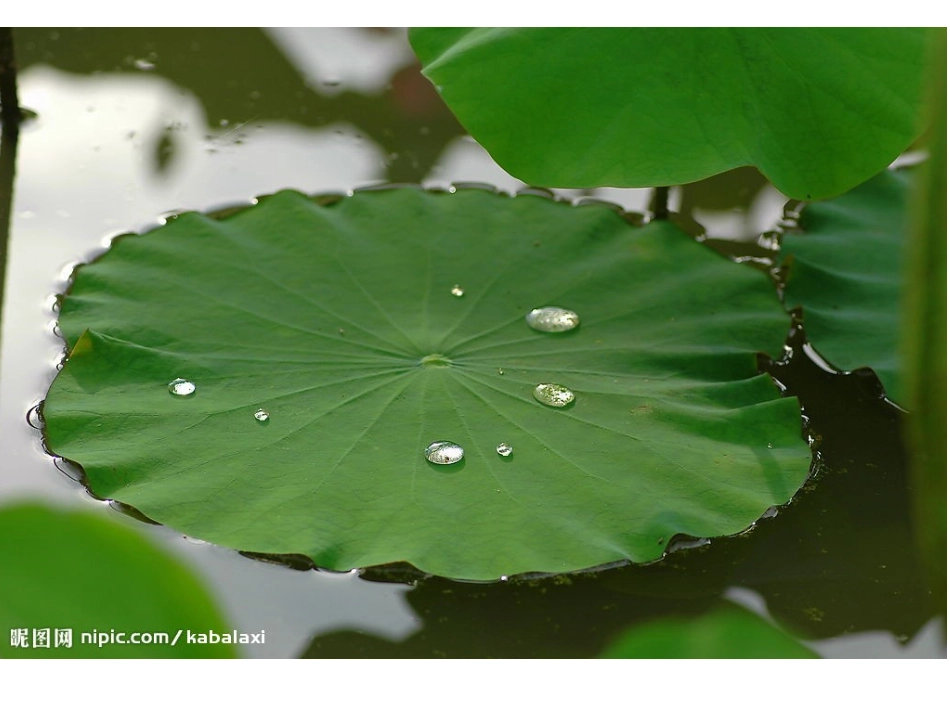 小班课件认识荷花_第2页